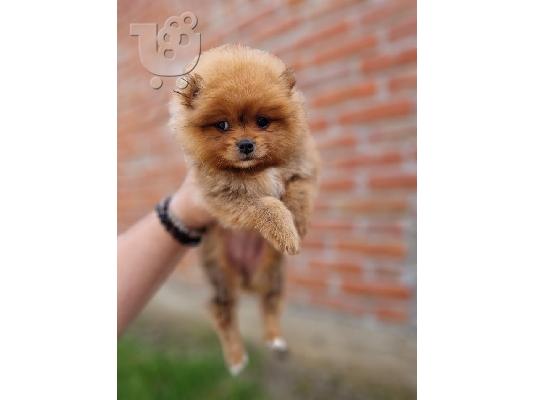 Pomeranians, όμορφα κουτάβια